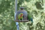 PICTURES/Rosy-cheek Lovebirds/t_P1010274.JPG